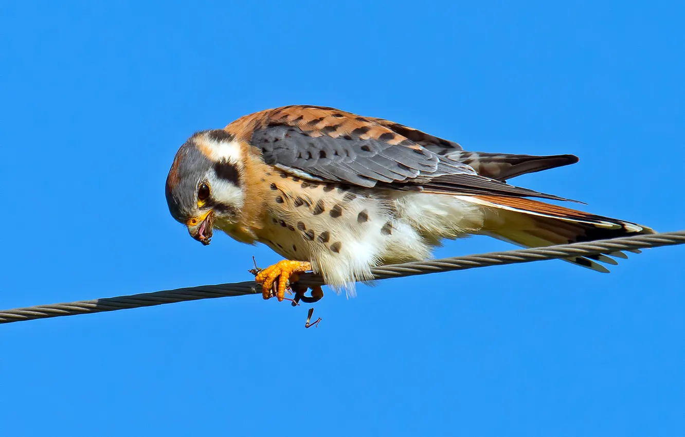 Photo wallpaper the sky, bird, wire, feathers, beak