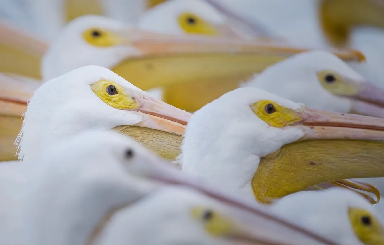 Photo wallpaper birds, nature, pelicans