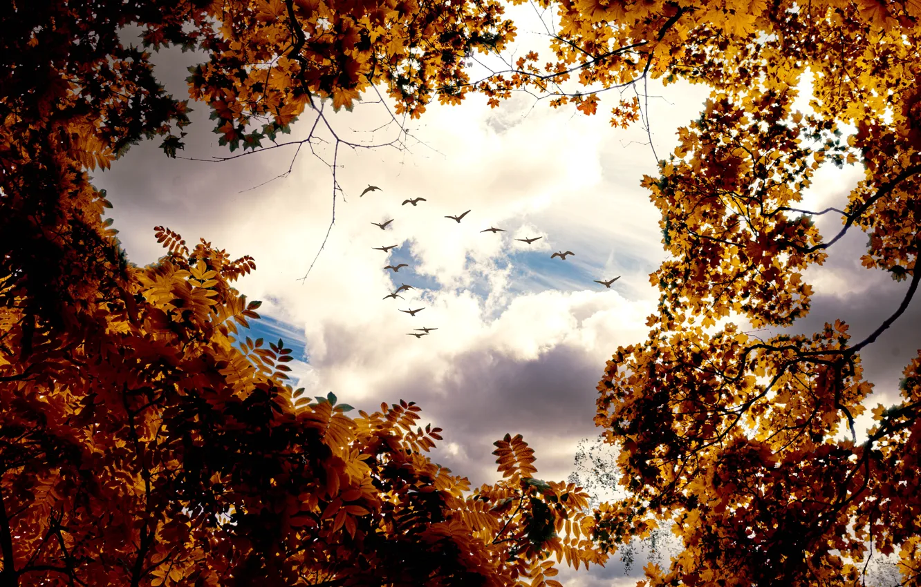 Photo wallpaper The SKY, CLOUDS, FLIGHT, BRANCHES, PACK, BIRDS, AUTUMN, FOLIAGE
