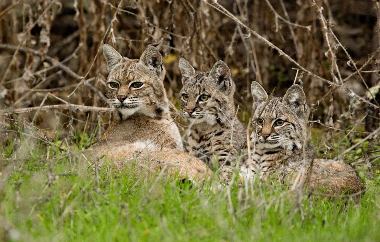 Photo wallpaper grass, branches, kittens, lynx, wild cat, cubs