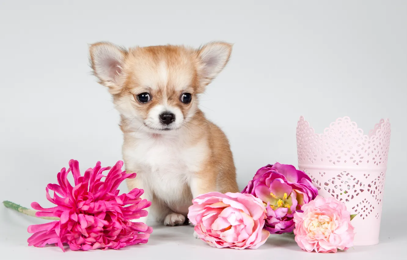Photo wallpaper flowers, puppy, Chihuahua, decor