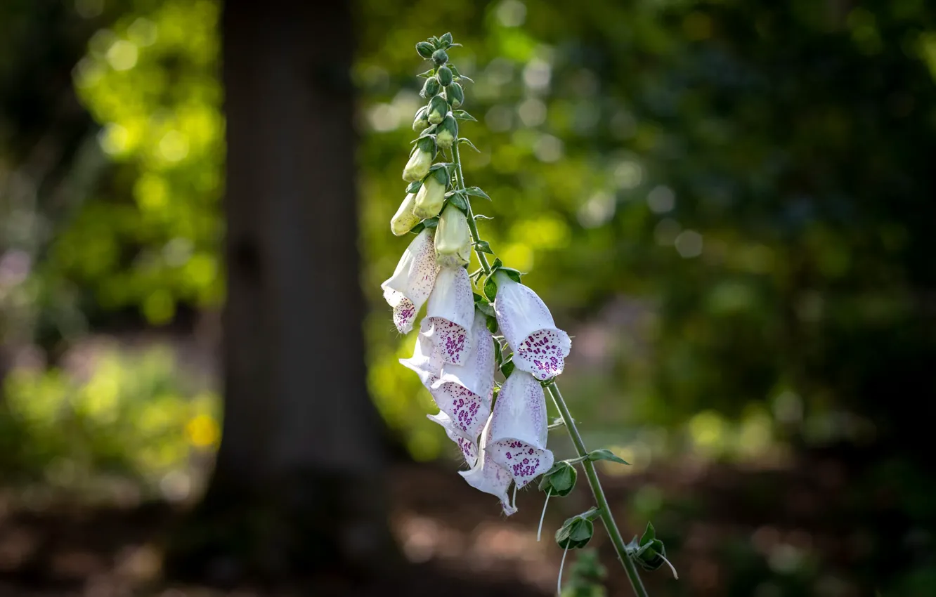 Photo wallpaper forest, light, trees, flowers, white, digitalis