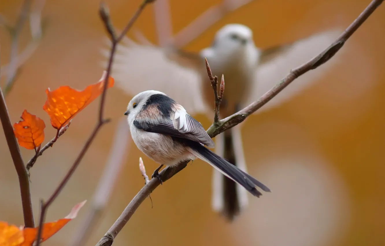 Photo wallpaper autumn, leaves, branches, bird, bokeh, tit, long-tailed tit
