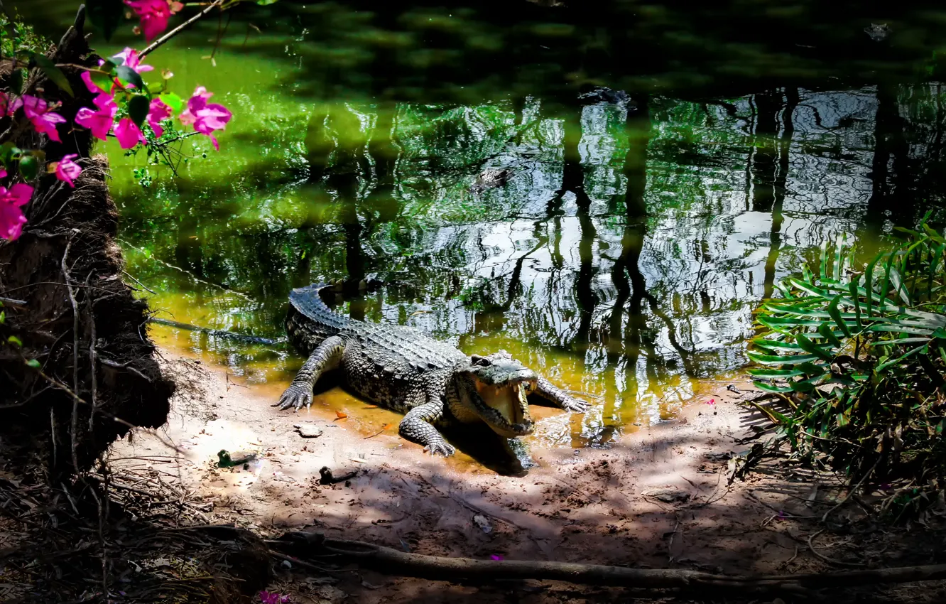 Photo wallpaper Park, crocodile, Vietnam