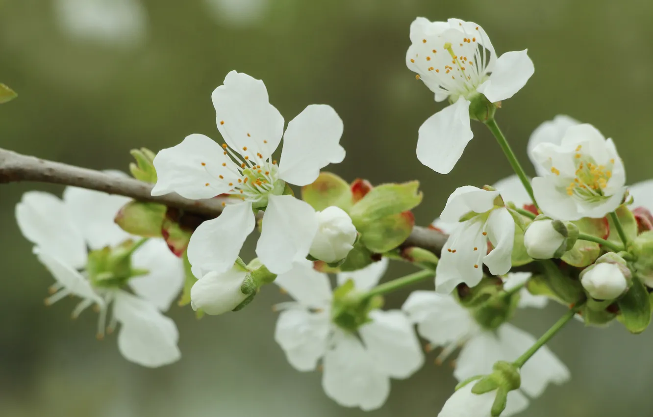 Photo wallpaper white, flowers, twig