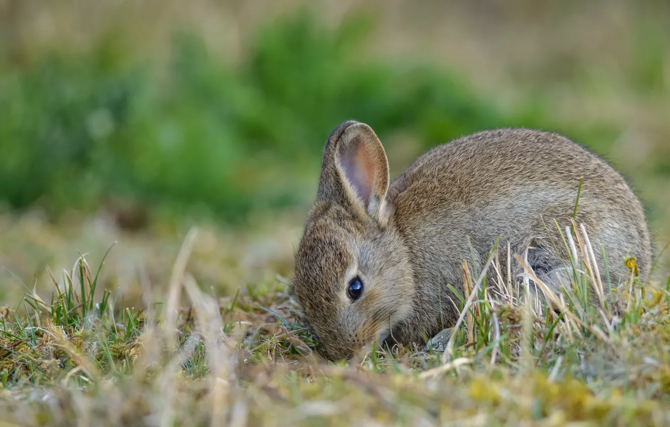 Photo wallpaper grass, nature, green, grey, background, hare, small, rabbit
