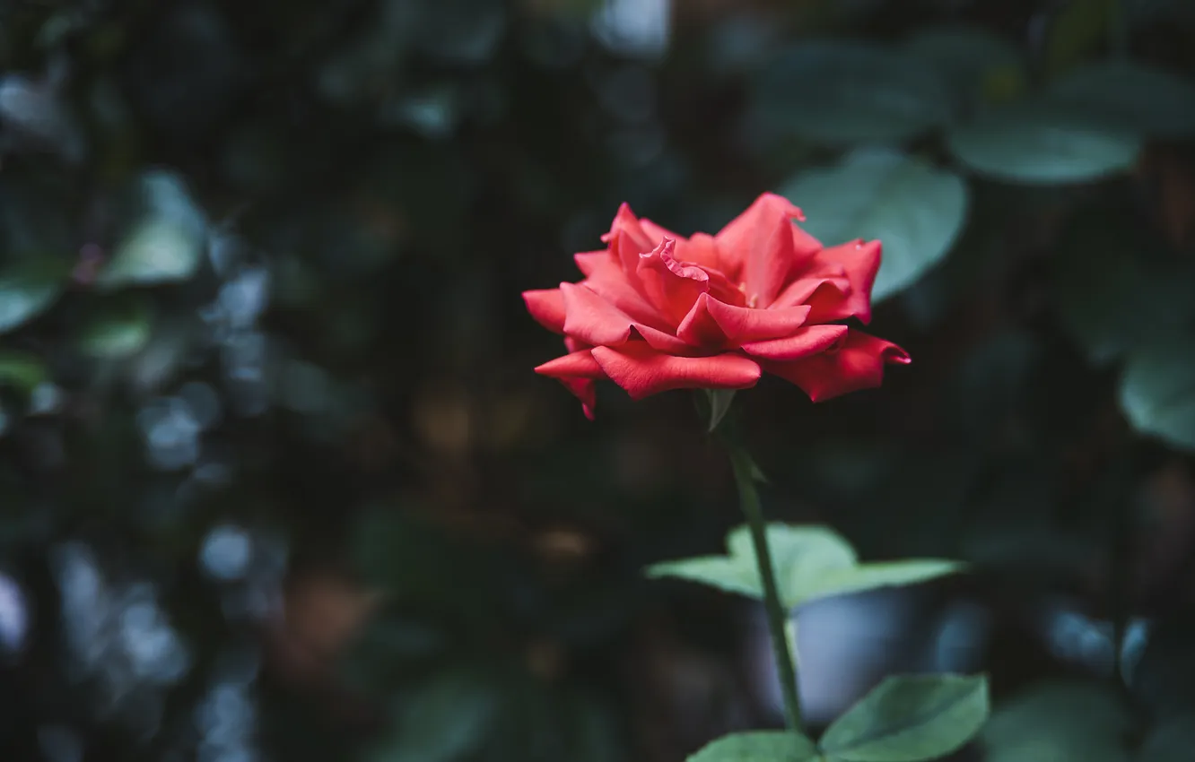 Photo wallpaper flower, rose, petals