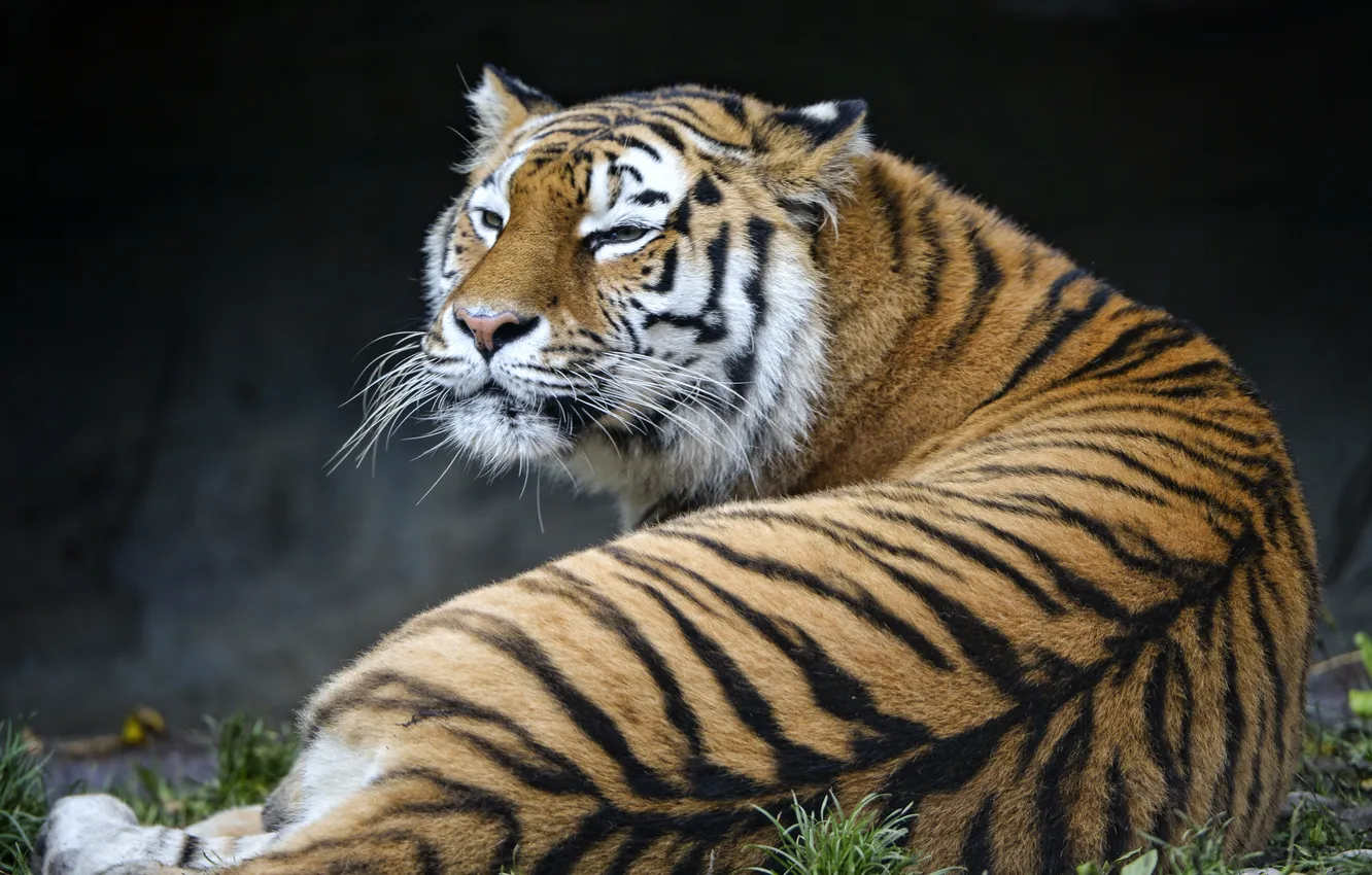 Photo wallpaper cat, tiger, Amur, ©Tambako The Jaguar