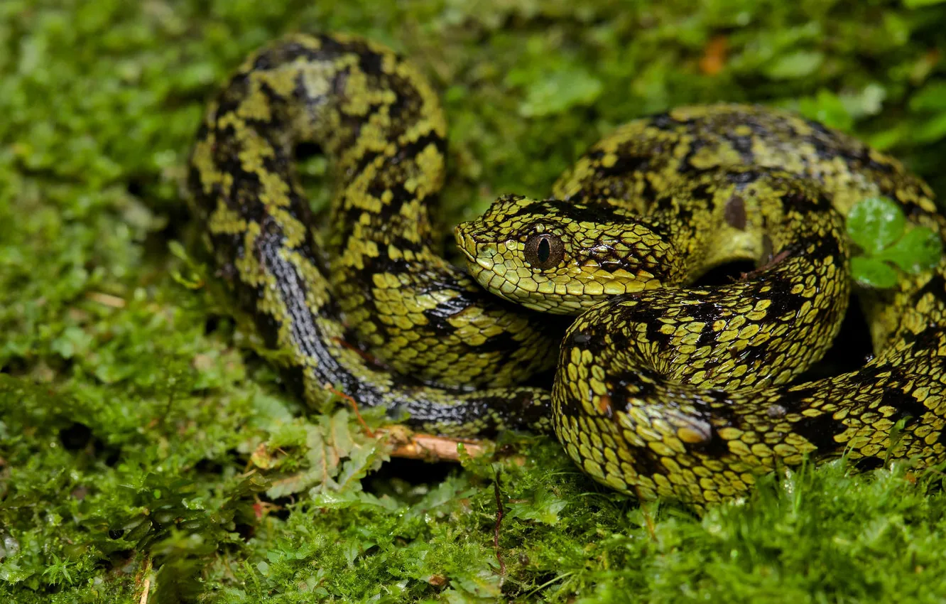 Photo wallpaper macro, nature, snake