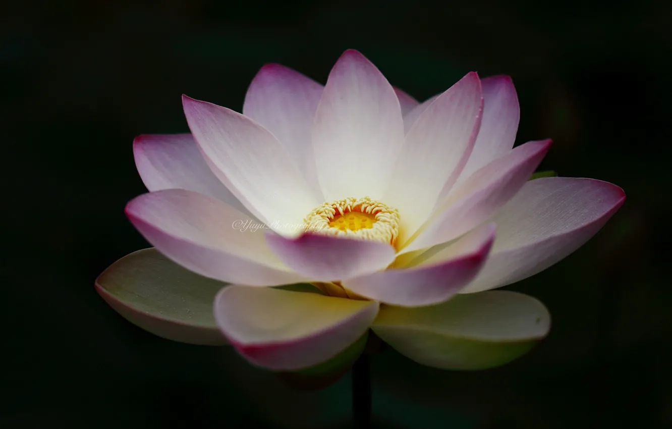 Photo wallpaper Lotus, black background, flowers