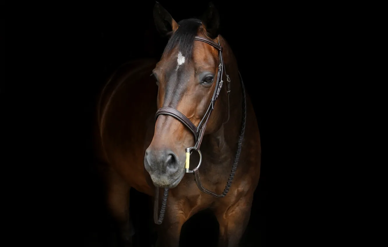 Photo wallpaper horse, horse, black background