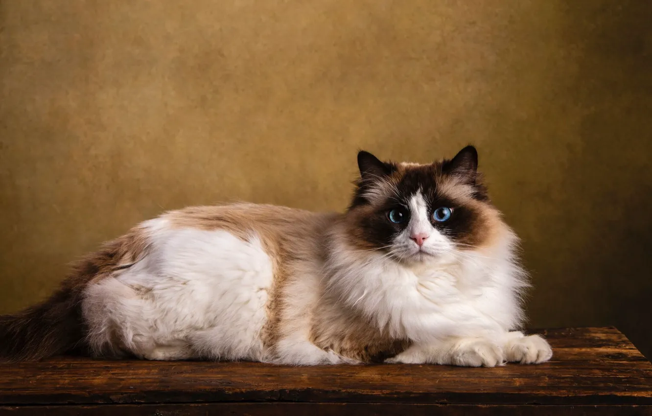 Photo wallpaper cat, cat, lies, Ragdoll