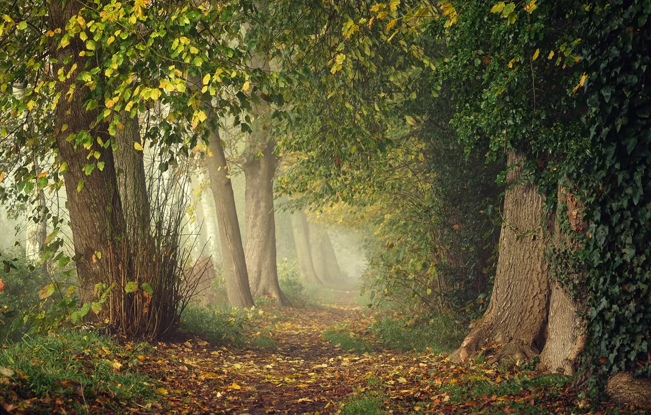 Photo wallpaper greens, autumn, forest, leaves, branches, fog, Park, thickets