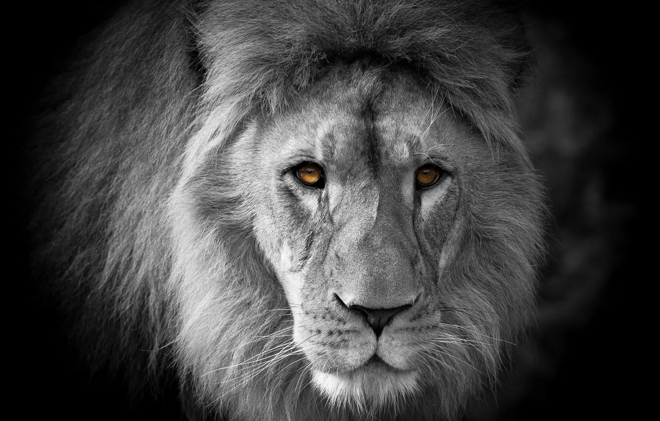 Photo wallpaper look, face, portrait, Leo, black background, monochrome, black and white photo, yellow eyes