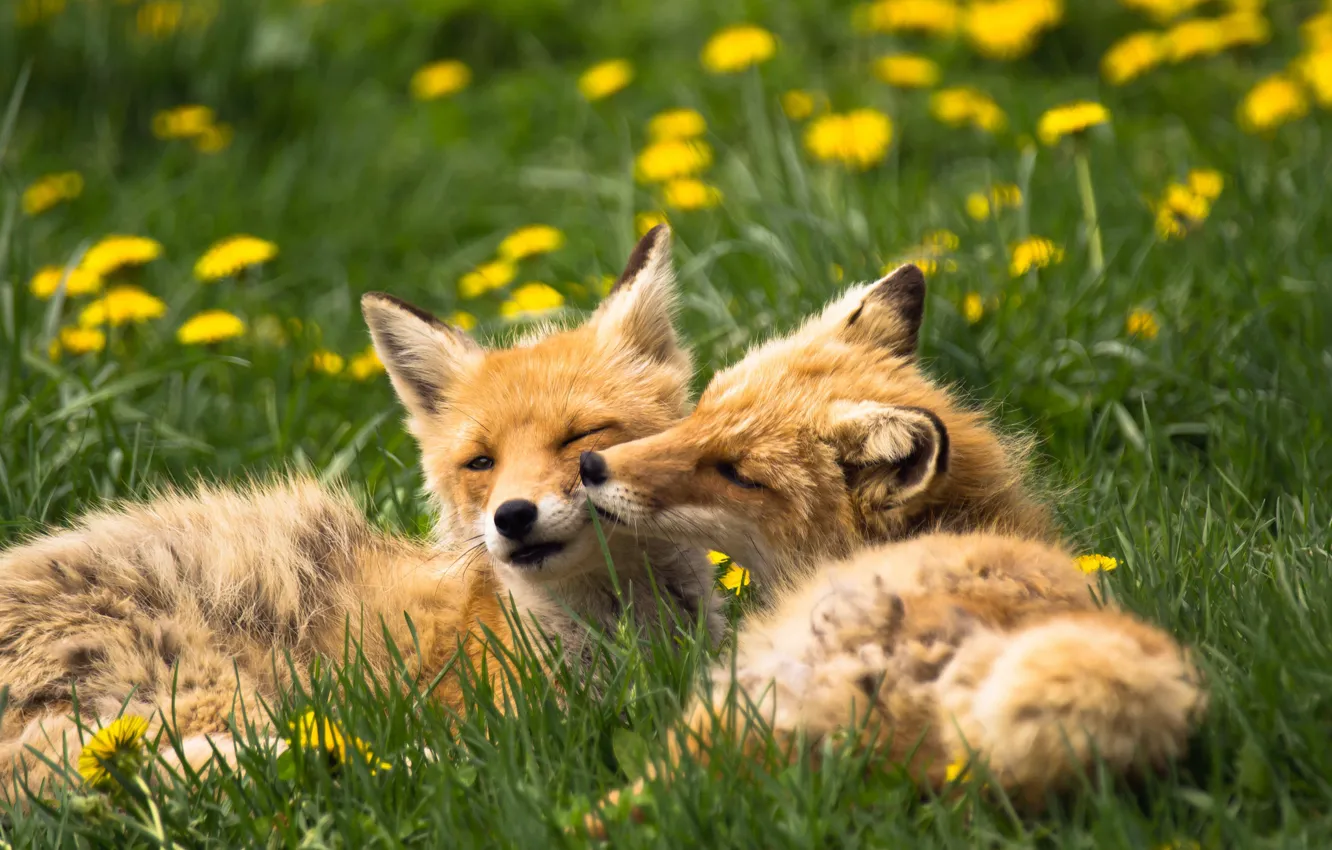 Photo wallpaper animals, summer, grass, nature, Fox, dandelions