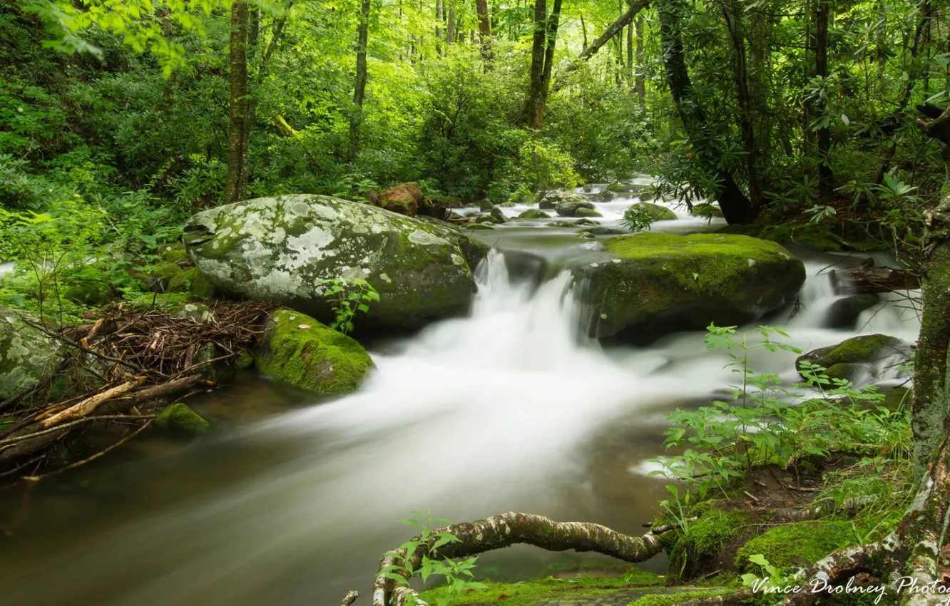 Photo wallpaper forest, river, trees, nature, stormy stream