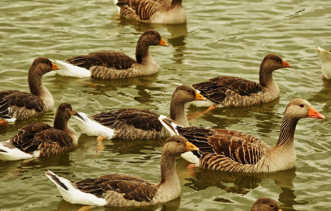 Photo wallpaper lake, pack, geese