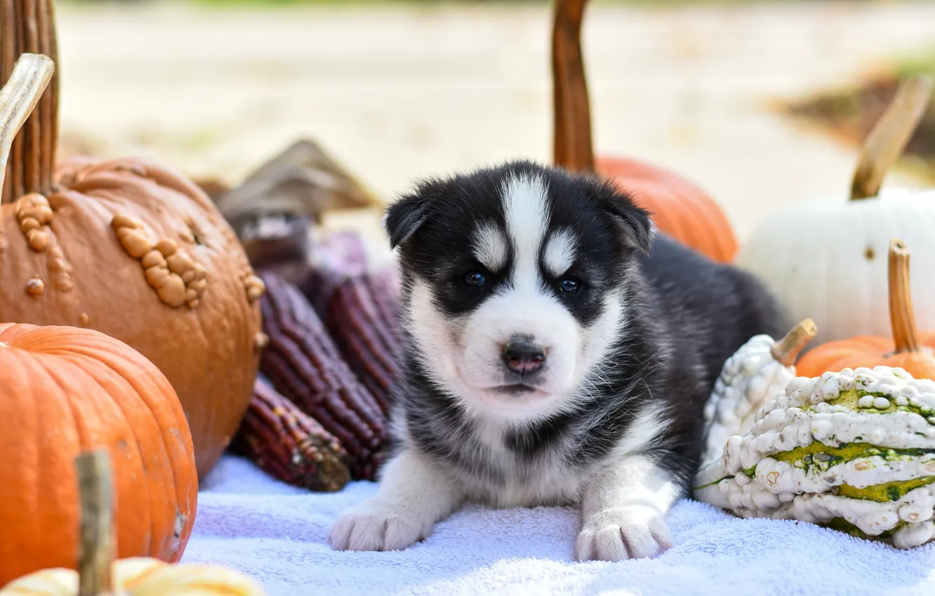 Photo wallpaper autumn, nature, pose, background, dog, baby, pumpkin, puppy
