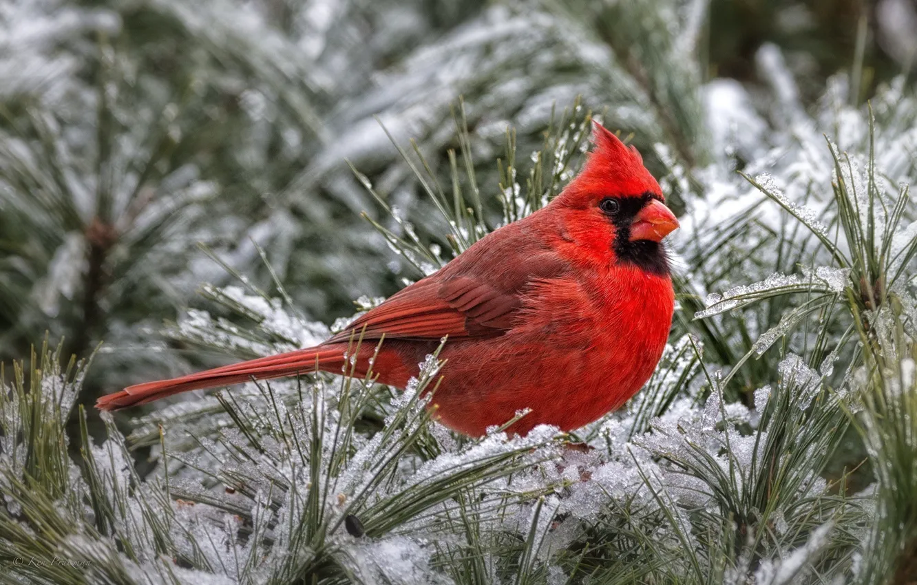 Photo wallpaper red, bird, cardinal
