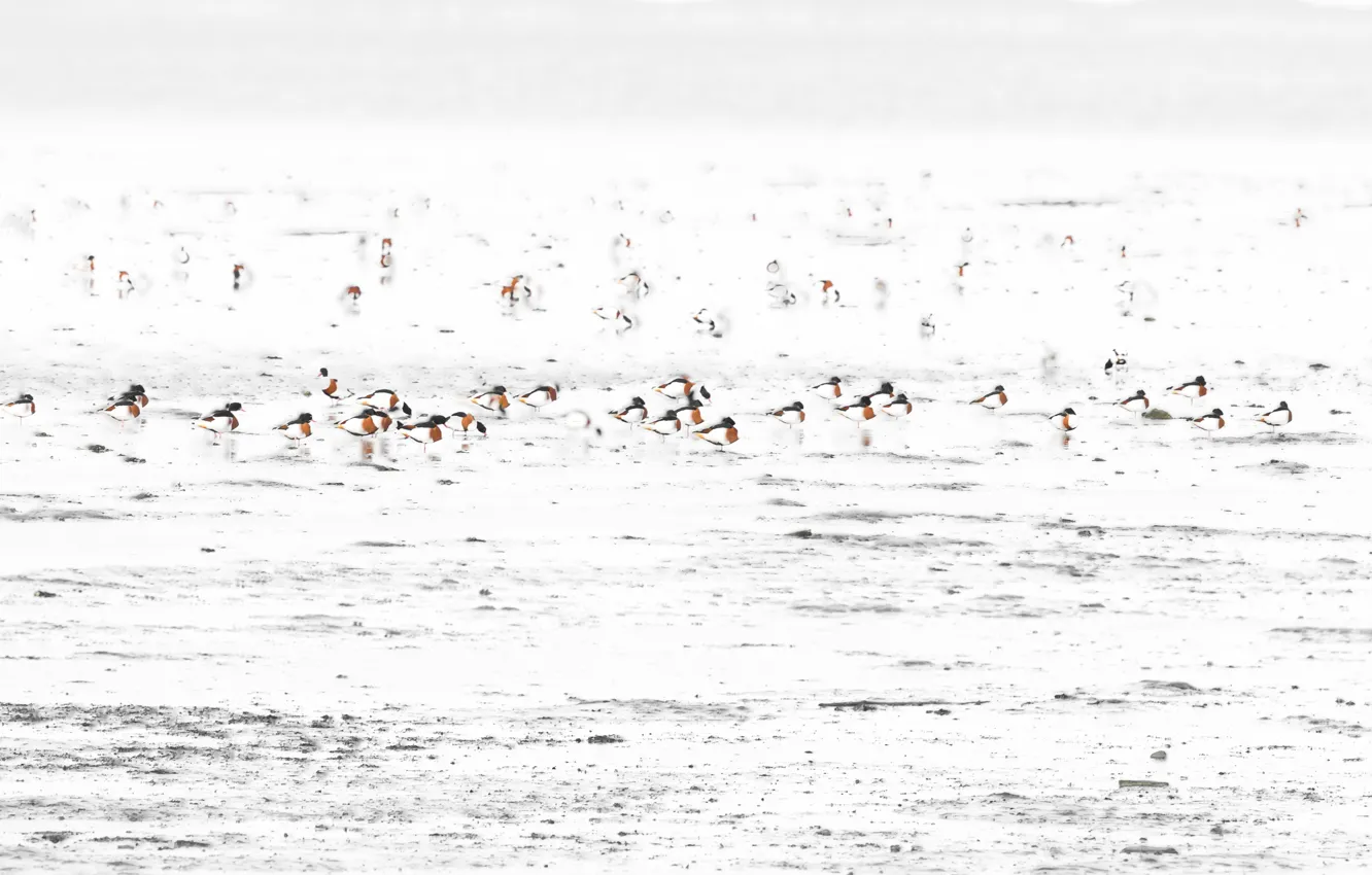 Photo wallpaper sea, nature, bird, shore