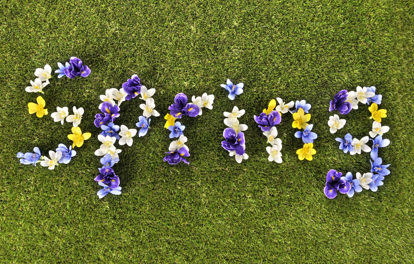 Photo wallpaper grass, flowers, spring, grass, flowers, spring