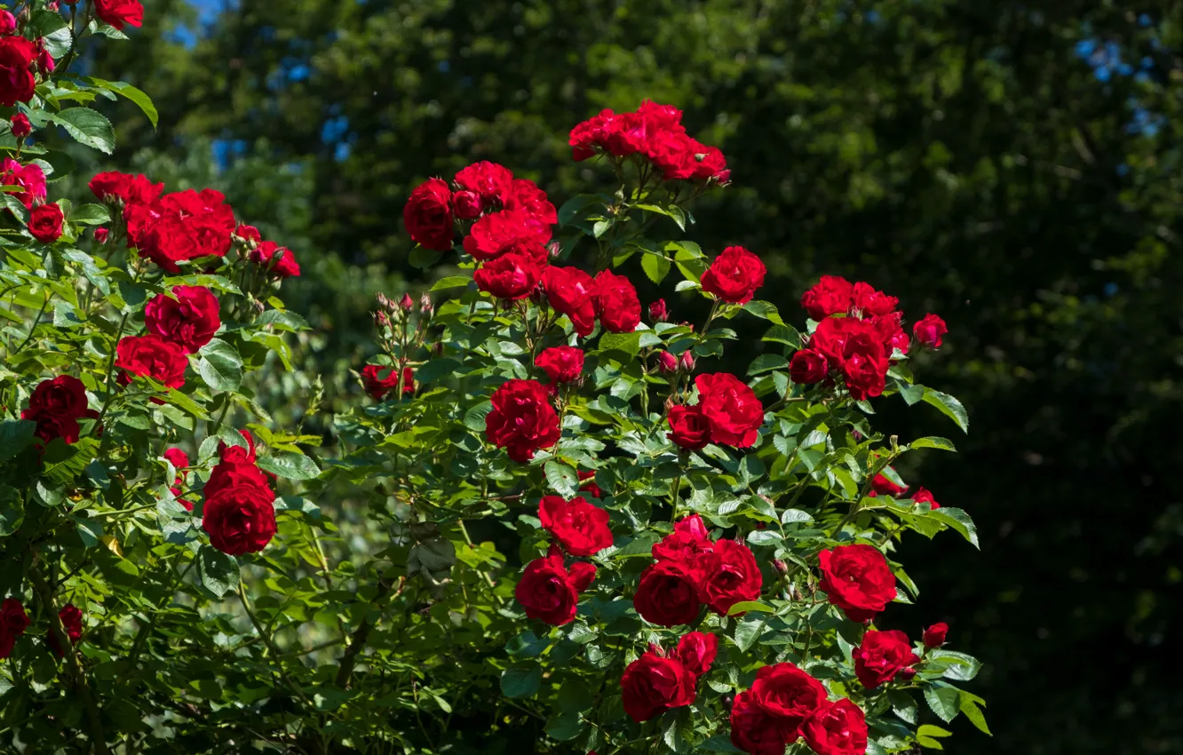 Photo wallpaper greens, summer, light, flowers, foliage, roses, garden, flowering