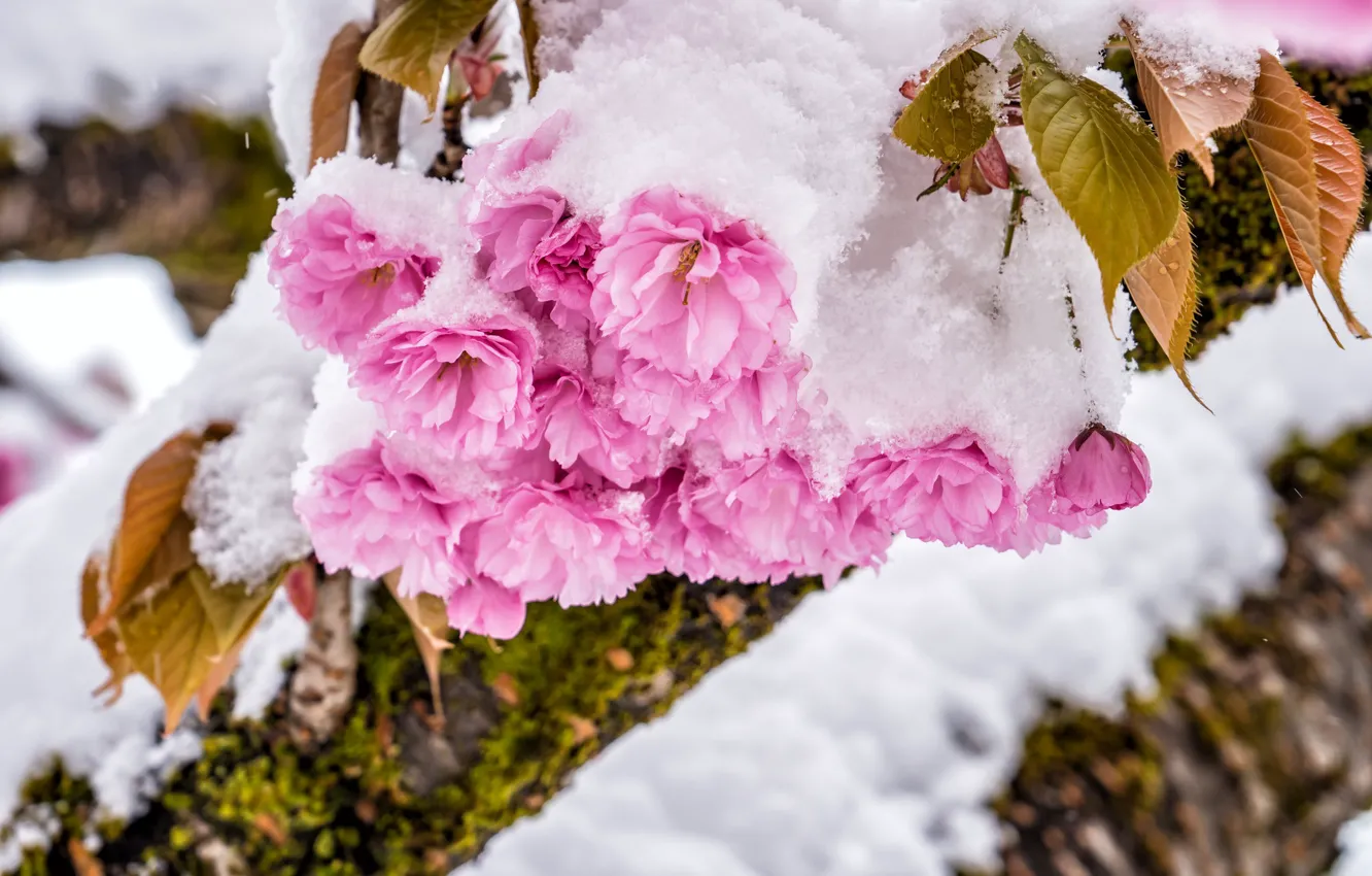 Photo wallpaper snow, flowers, branches, spring, Sakura, pink, flowering, it covered