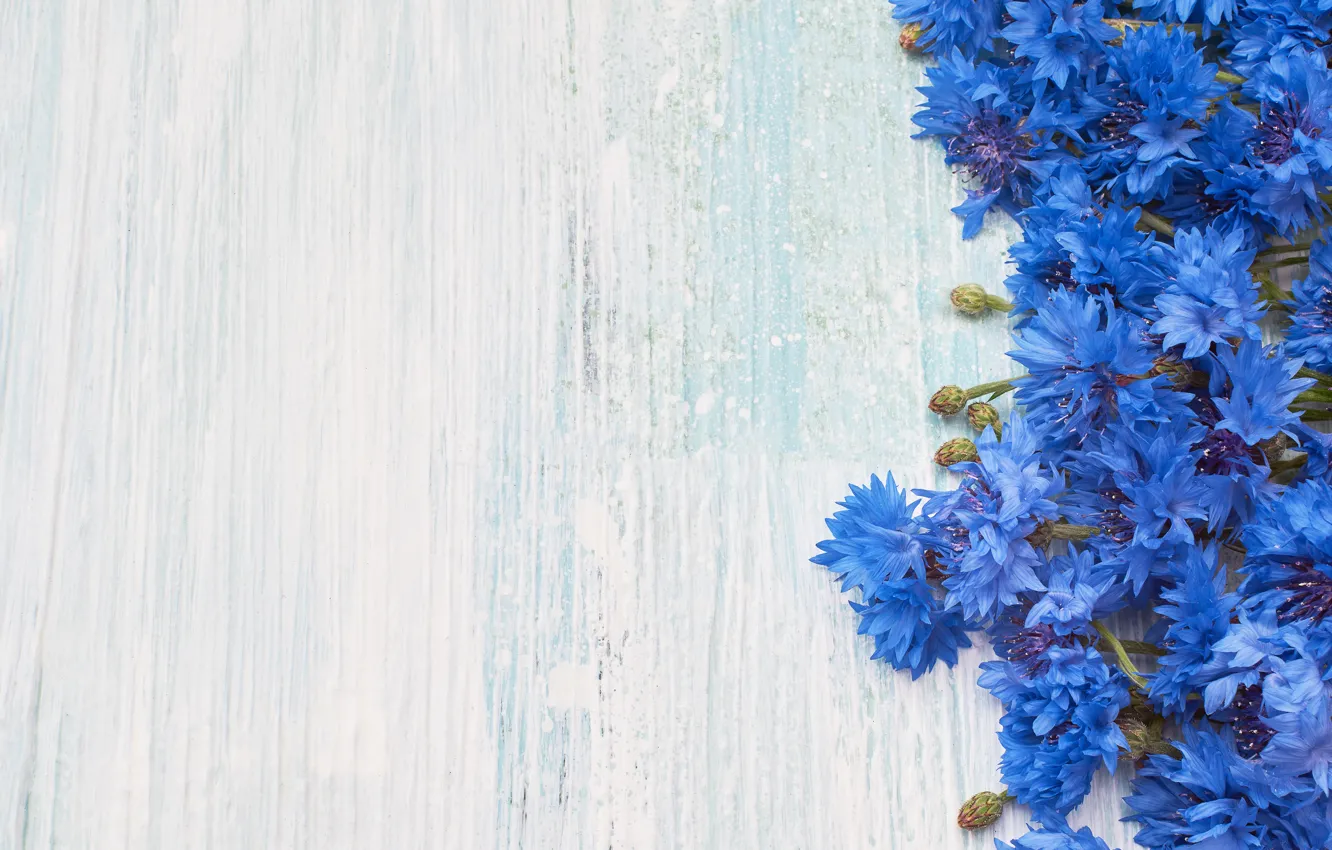 Photo wallpaper flowers, bouquet, blue, Vasiliki, Olena Rudo