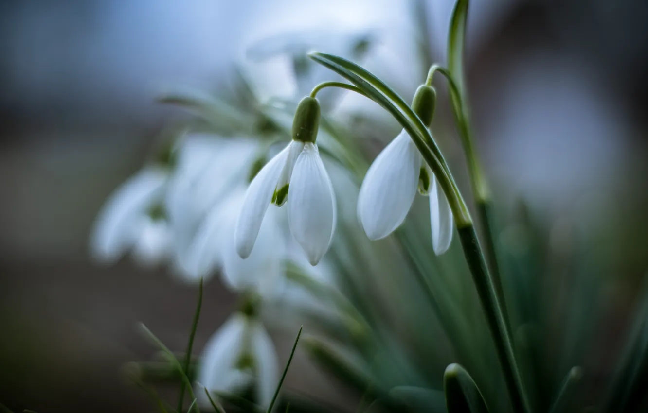 Photo wallpaper flowers, spring, snowdrops