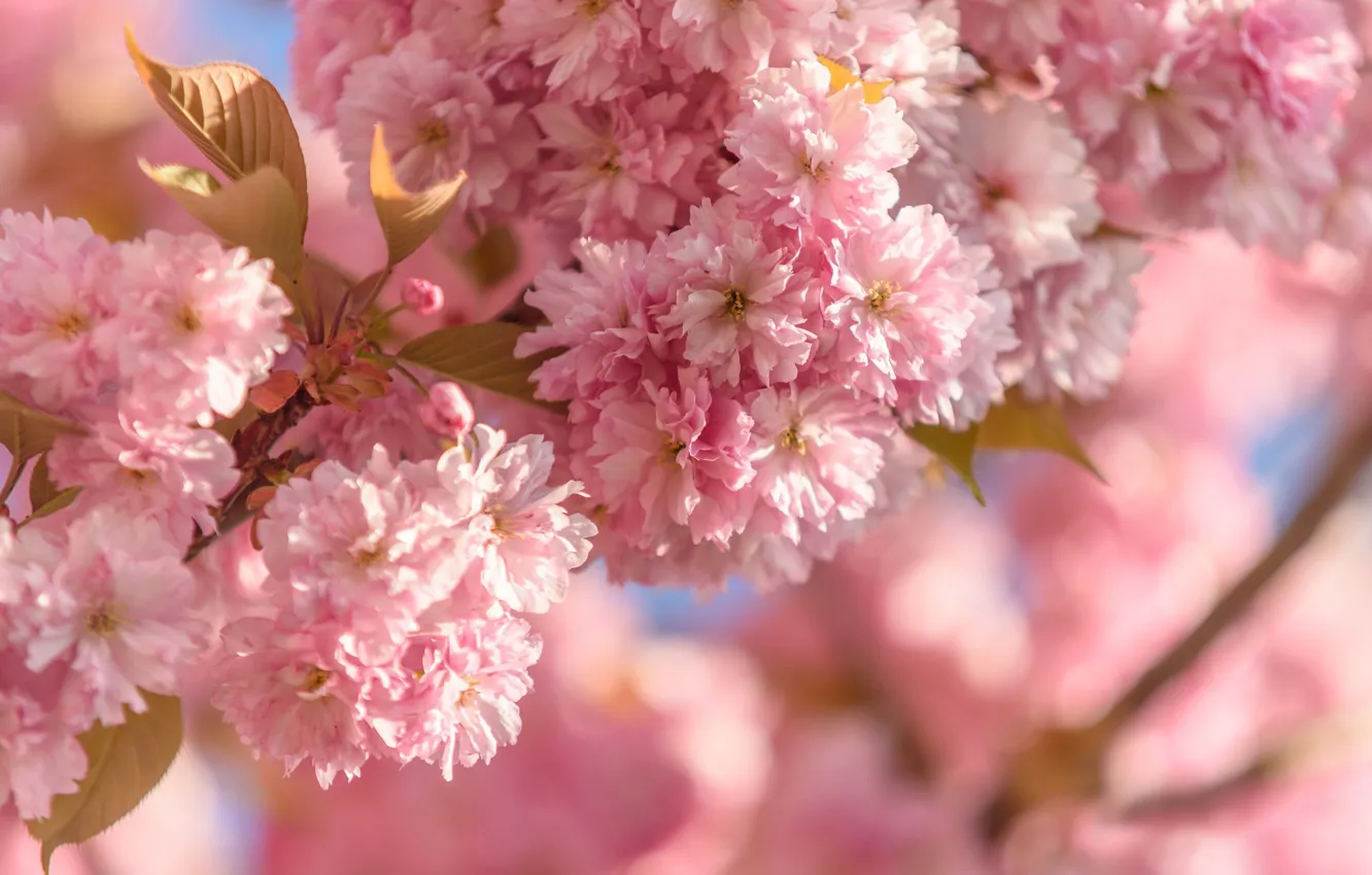 Photo wallpaper flowers, spring, flowering, almonds