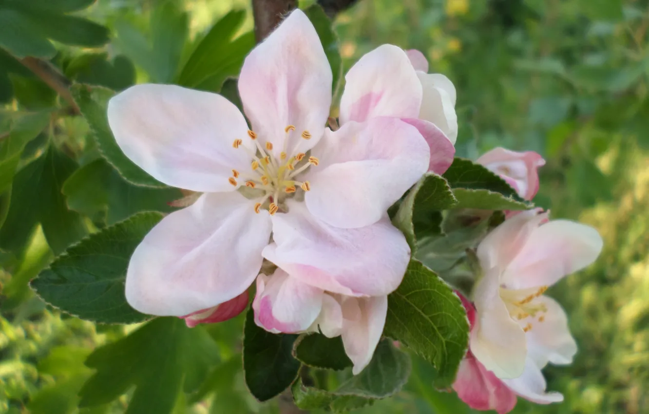 Photo wallpaper spring, April, Apple, flowering