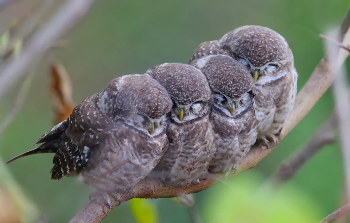 Photo wallpaper birds, branch, owls, mom, family, kids, spotted owl