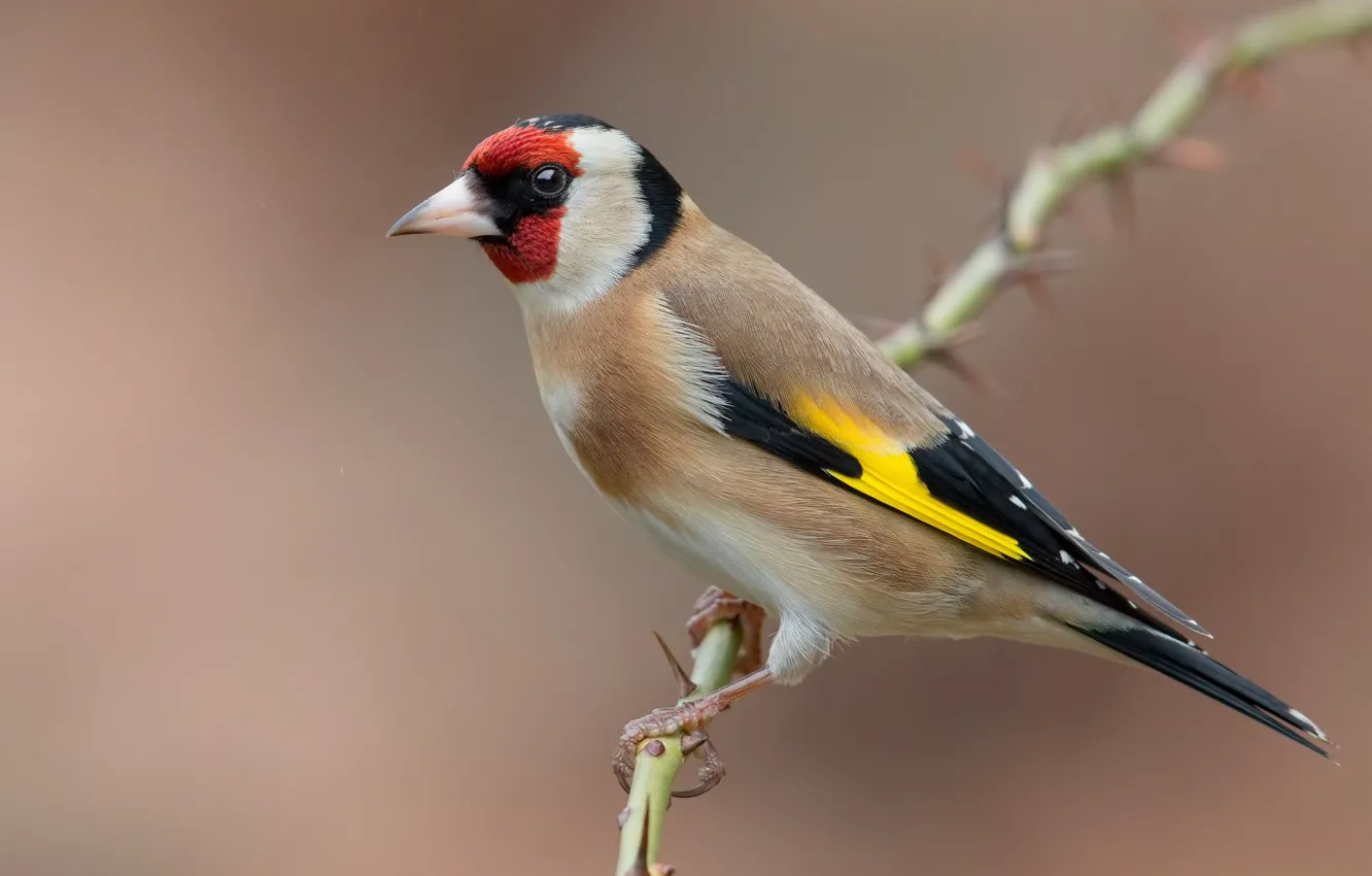Photo wallpaper birds, branch, black-headed goldfinch