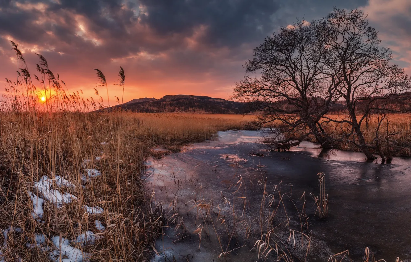 Photo wallpaper sunset, river, tree, reed