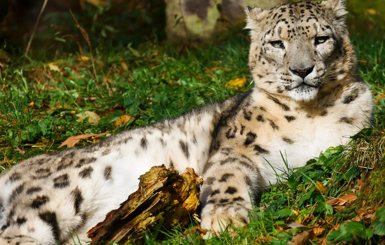 Photo wallpaper cat, animal, predator, fur, snow leopard