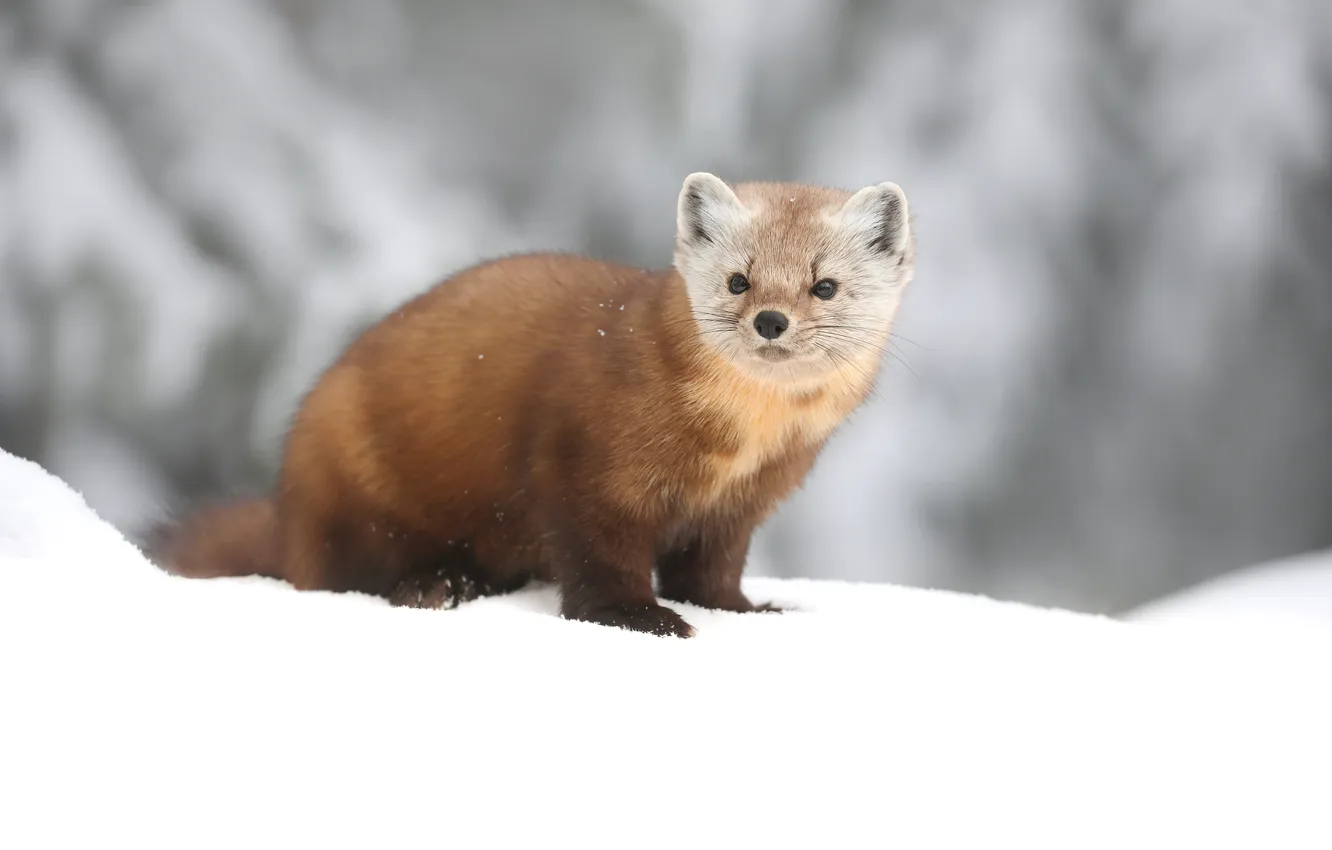 Photo wallpaper winter, look, snow, nature, the snow, face, bokeh, marten