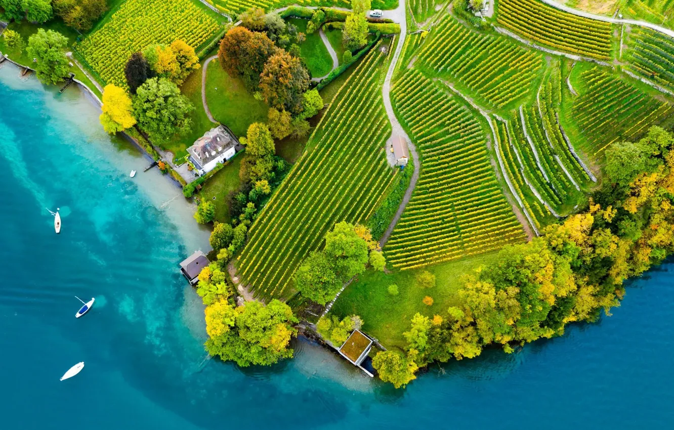 Photo wallpaper trees, road, home, boats, Switzerland, Switzerland, Bernese Oberland district, aerial view of the vineyards