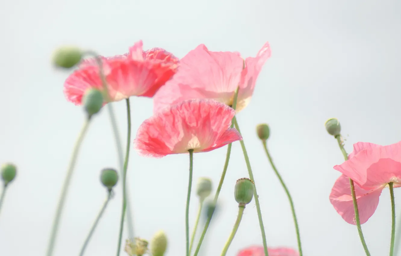 Photo wallpaper light, flowers, Maki