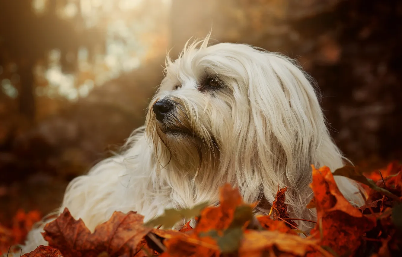 Photo wallpaper autumn, look, each, dog