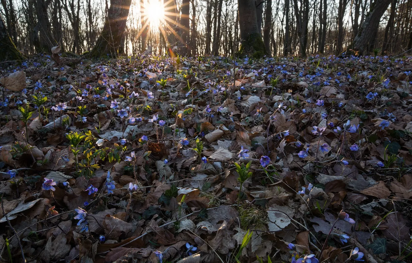 Photo wallpaper light, spring, violet
