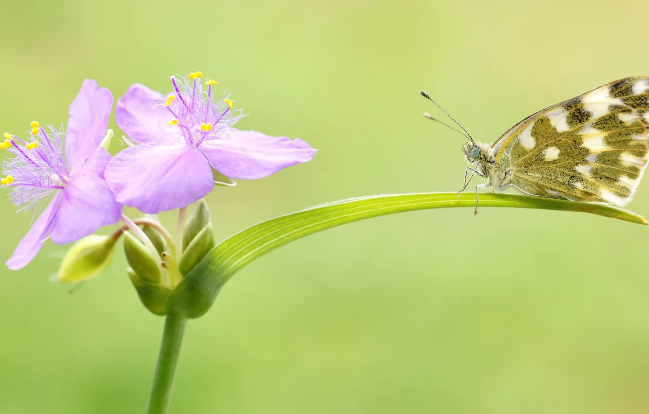 Photo wallpaper summer, macro, flowers, green, background, butterfly, leaf, insect