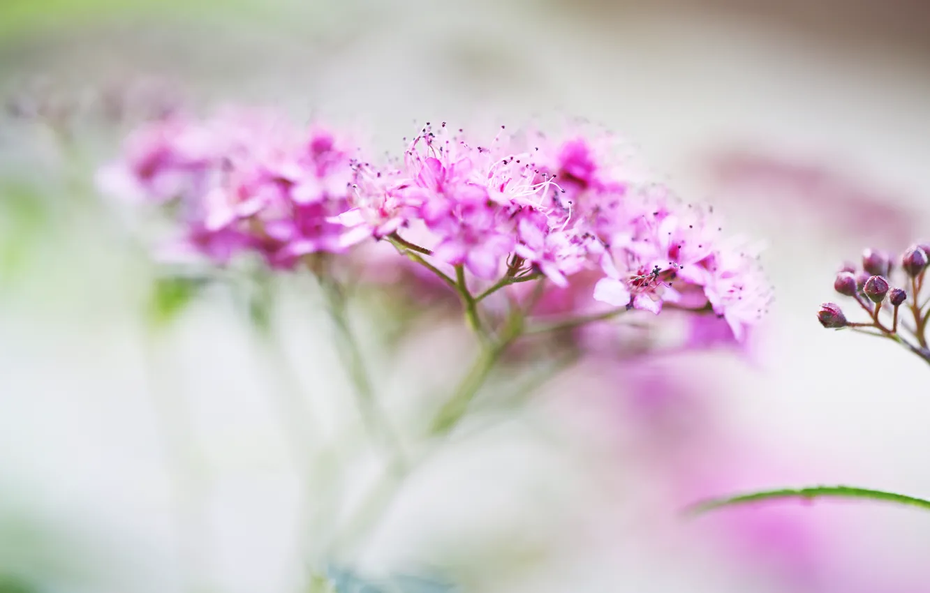 Photo wallpaper macro, flowers, blur