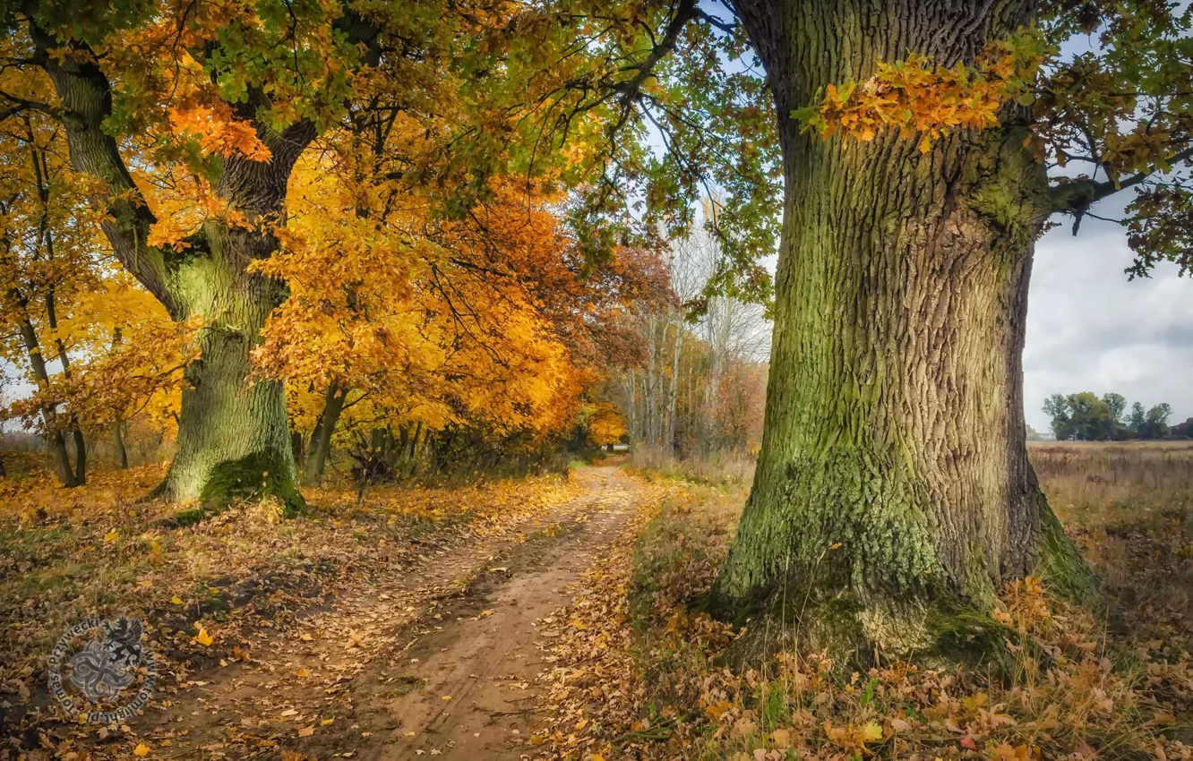 Photo wallpaper road, trees, autumn