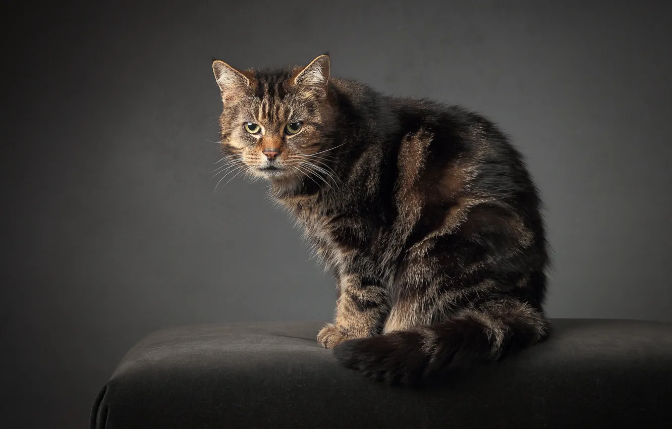 Photo wallpaper cat, striped, angry