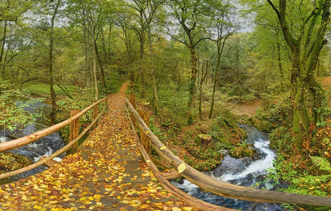 Photo wallpaper autumn, forest, leaves, trees, bridge, Park, river, Germany