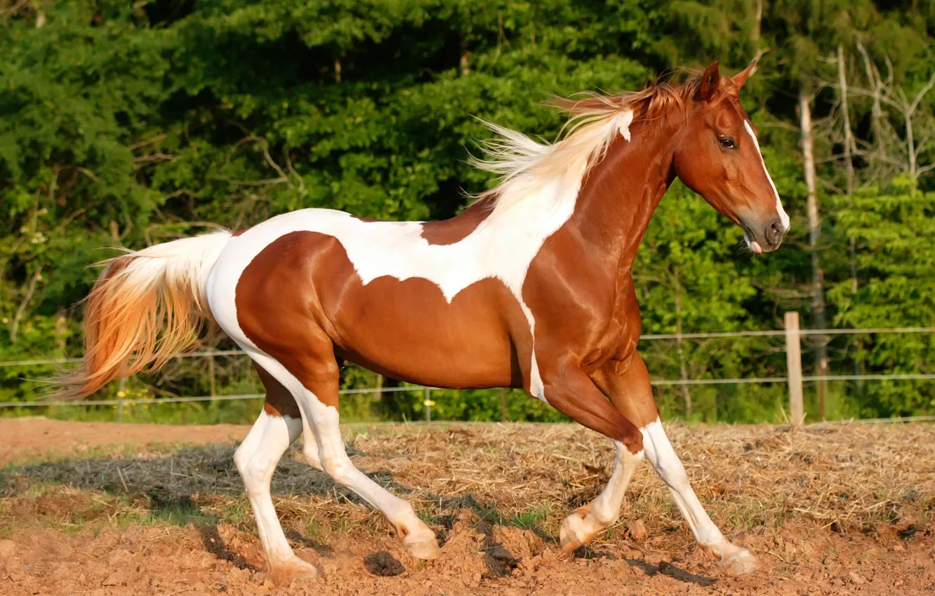 Photo wallpaper earth, Horse, running