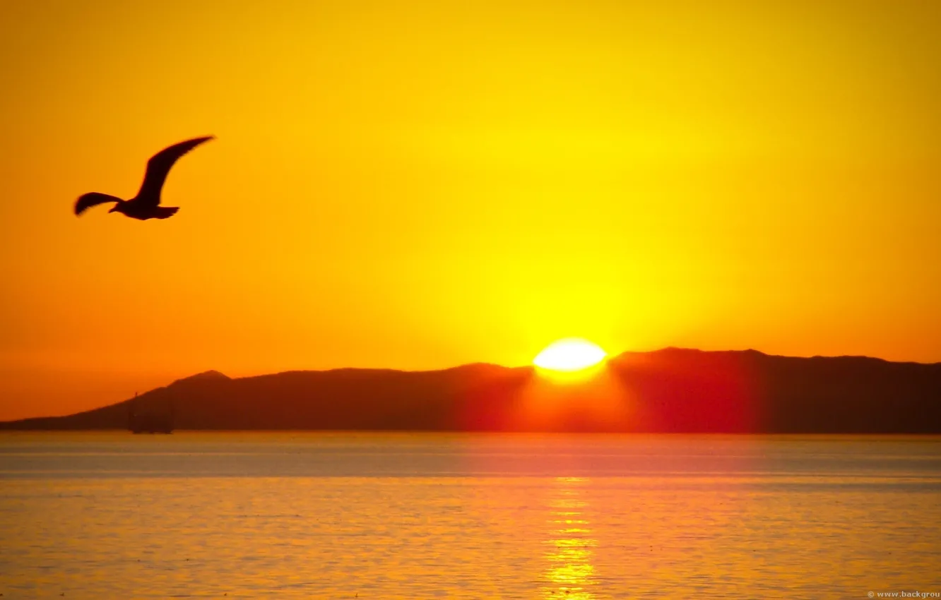 Photo wallpaper sea, the sun, bird, sunset In mountains