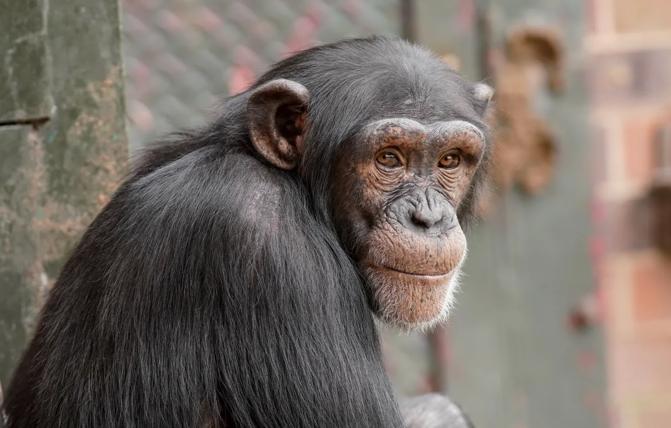 Photo wallpaper look, nature, monkey