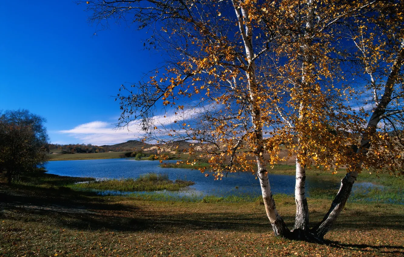 Photo wallpaper autumn, forest, the sky, clouds, river, mountain, horizon, birch