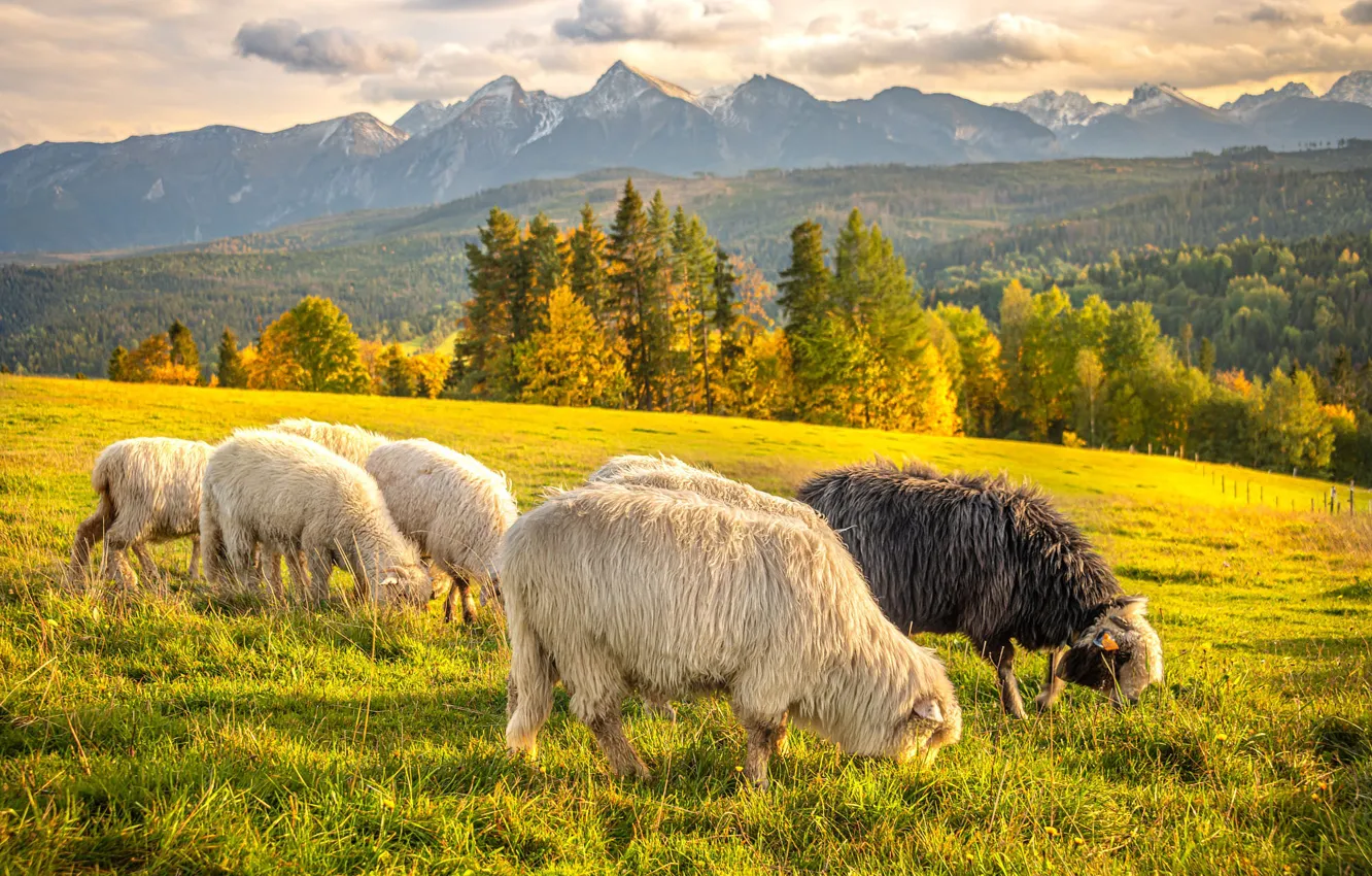 Photo wallpaper field, autumn, forest, grass, clouds, mountains, pose, tops
